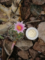 Mammillaria sheldonii