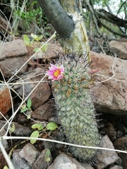 Mammillaria sheldonii