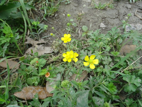 Image of Ranunculus sardous by (c) Nathan May, some rights reserved (CC BY)