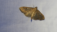 Herpetogramma thestealis