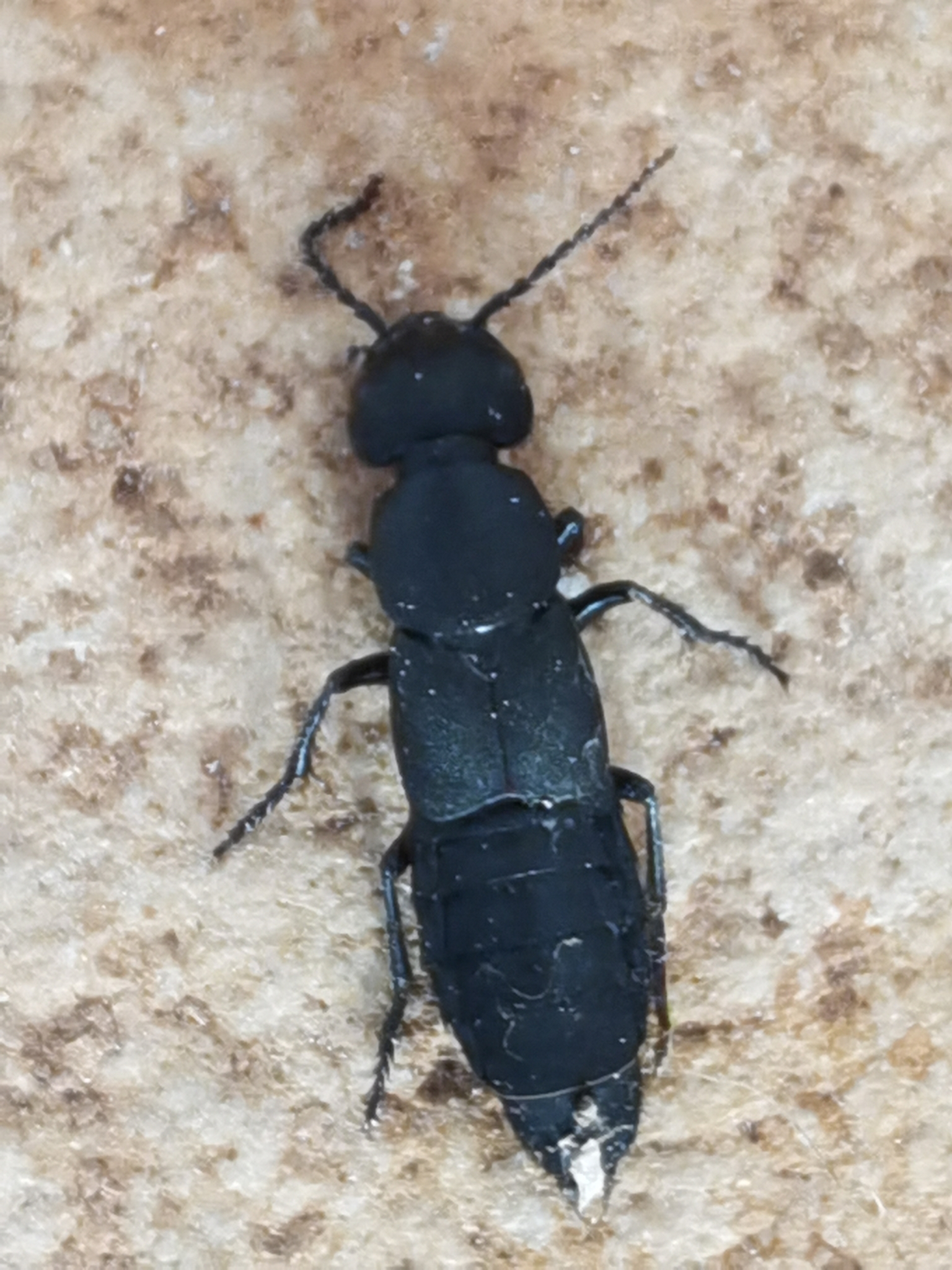 Ocypus olens