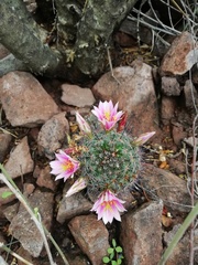 Mammillaria sheldonii