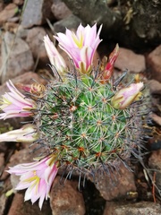Mammillaria sheldonii