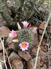 Mammillaria sheldonii