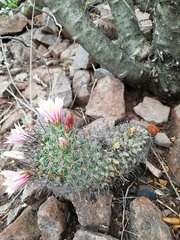 Mammillaria sheldonii