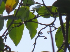 Artabotrys monteiroae