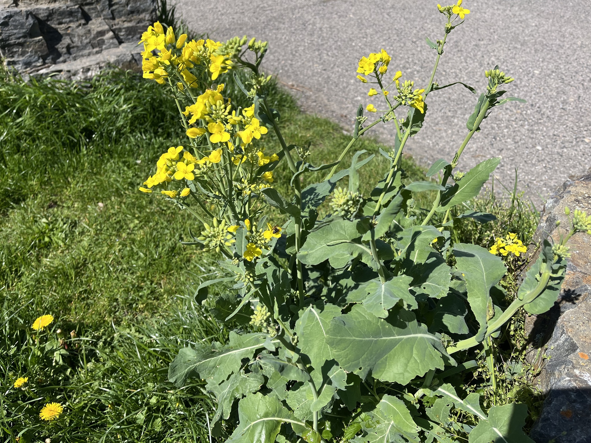 rapeseed (Brassica napus)  iNaturalist