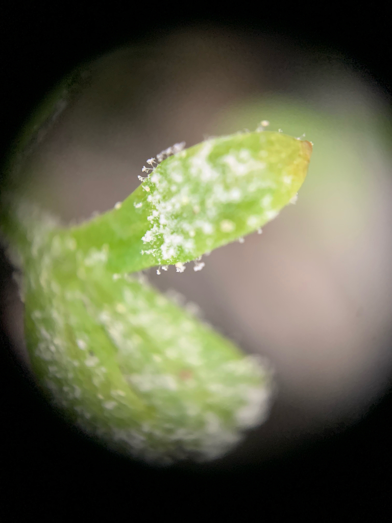 Hyaloperonospora floerkeae