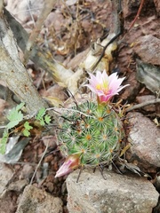 Mammillaria sheldonii