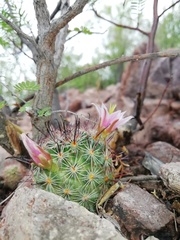 Mammillaria sheldonii