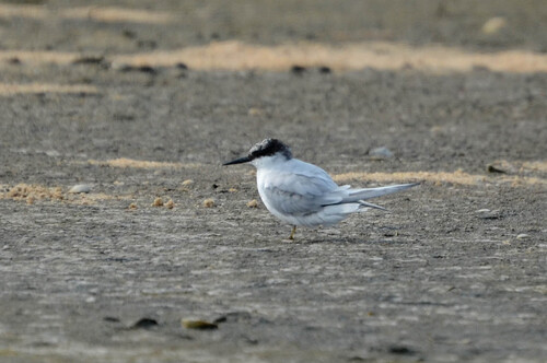 iNaturalist image