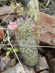 Mammillaria sheldonii