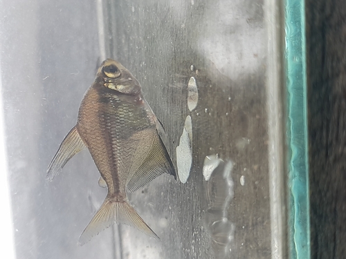 Discus tetra (Brachychalcinus orbicularis) — Characidae — 3