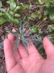 Lithospermum ruderale