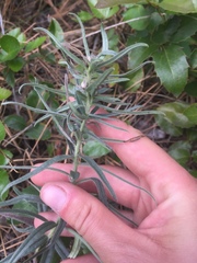 Lithospermum ruderale