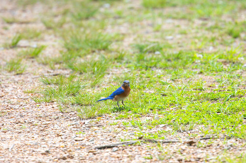 Eastern Bluebird photographed in Tennessee