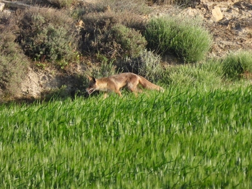 Avistamiento Zorro rojo (Sierra Nevada)