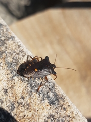 Pentatoma rufipes