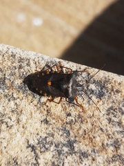 Pentatoma rufipes