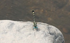 Lamelligomphus ringens