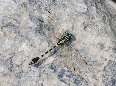 Lamelligomphus ringens
