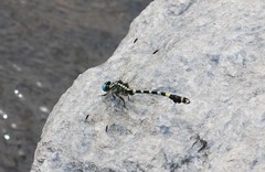 Lamelligomphus ringens