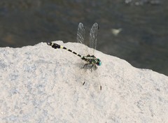 Lamelligomphus ringens
