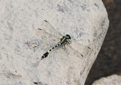 Lamelligomphus ringens