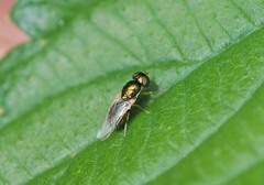 Microchrysa flaviventris