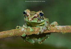 Philautus macroscelis