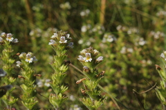 Euphrasia hudsoniana