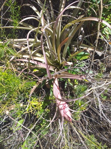 Tillandsia sphaerocephala, photograph 3