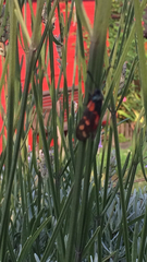 Zygaena filipendulae