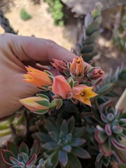 Echeveria pulvinata