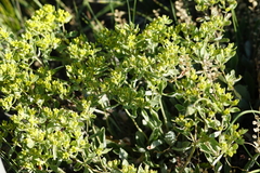 Oligogonum