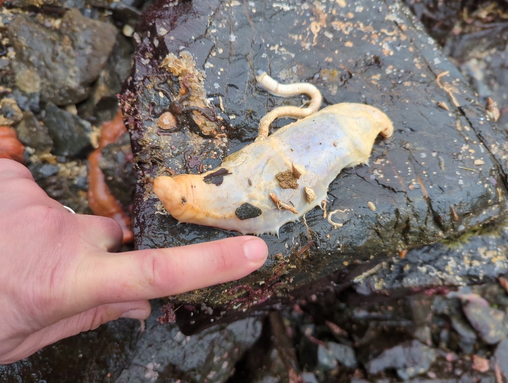 pale sea cucumber