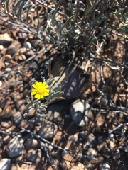 Crassothonna cacalioides