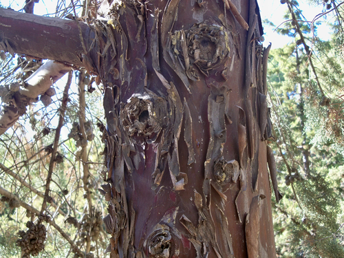 Smooth Arizona cypress