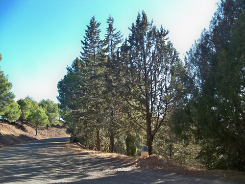 Smooth Arizona cypress