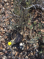 Crassothonna cacalioides