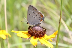 Satyrium acadica