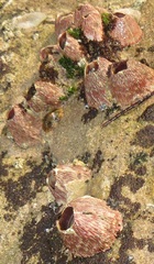 Tetraclita rufotincta image