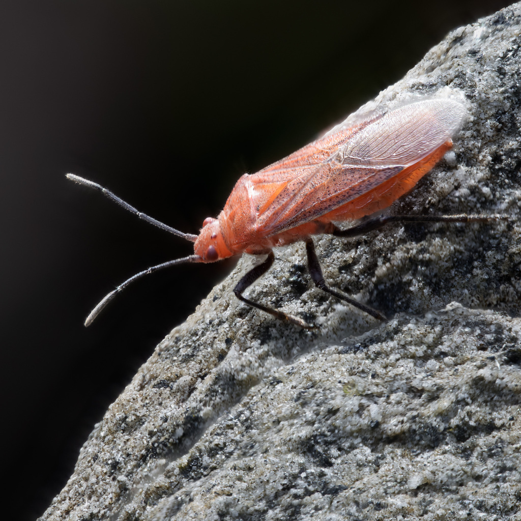 Jarada Insect Jadera from Biras Hill Trail on April 28, 2025 at 06:01 AM by Claus ...