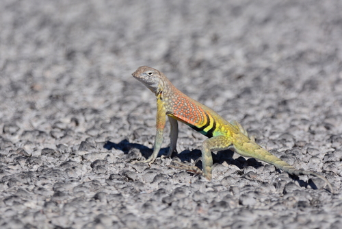 Greater Earless Lizard