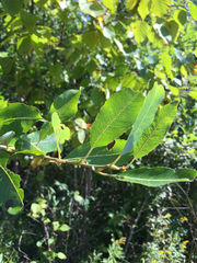 Salix × reichardtii
