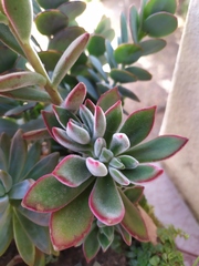 Echeveria pulvinata