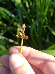 Schoenoplectus lacustris