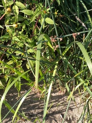 Schoenoplectus lacustris