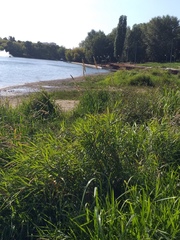 Phalaris arundinacea