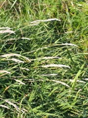 Phalaris arundinacea